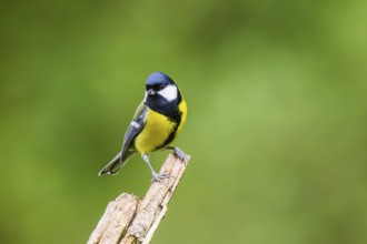 Great tit (Parus major) sitting on an old wrotten tree trunk at a swamp, Bavaria, Germany