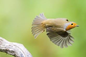 European robin (Erithacus rubecula) sitting on an old wooden branch, Bavaria, Germany