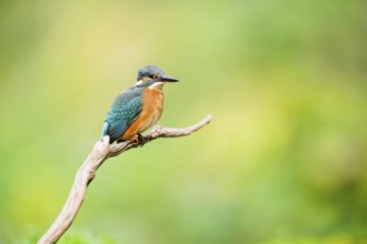 Common kingfisher (Alcedo atthis) sitting on an old wooden branch in late summer, wildife, Bavaria,