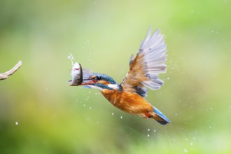 Common kingfisher (Alcedo atthis) flying out of the water with a fresh cought fish in his beak in