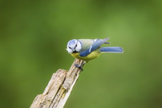 Eurasian blue tit (Cyanistes caeruleus) sitting on an old wrotten tree trunk at a swamp, Bavaria,