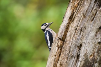 Great spotted woodpecker (Dendrocopos major) sitting on an old wrotten tree trunk in late summer,