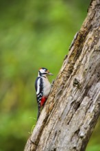 Great spotted woodpecker (Dendrocopos major) sitting on an old wrotten tree trunk in late summer,