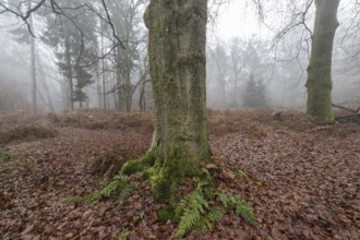 Old beech forest (Fagus sylvatica) in the fog, Emsland, Lower Saxony, Germany