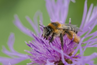 Brown-rumped trouser bee (Dasypoda hirtipes) on knapweed flower, Lower Saxony, Germany