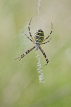 Wasp Spider, Argiope bruennichi, Wasp Spider, Lower Saxony, Germany