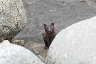 The American Mink (Mustela vison) is a graceful predator that lives by the sea in Norway near Bodø