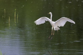 Great Egret Modesta, Ardea alba modesta, European Great White Egret Modesta, Lower Saxony, Germany
