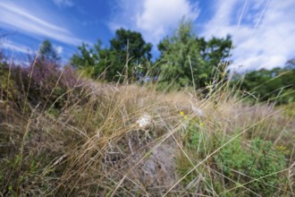 Female nurse's thorn finger, Cheiracanthium punctorium, female Yellow sac spider, Saxony-Anhalt,