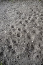 Ant lion hopper, Euroleon nostras, Suffolk Antlion, Lower Saxony, Germany