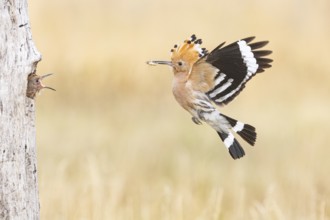 Hoopoe (Upupa epops) Hungary