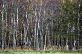Birch forest, autumn coloured birch trees (Betula), Osterwald, Zingst, Fischland-Darß-Zingst,