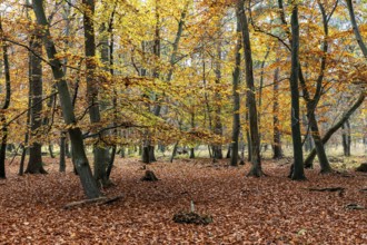 Autumn forest, autumn-colored trees, Osterwald, Zingst, Fischland-Darß-Zingst, Western Pomerania