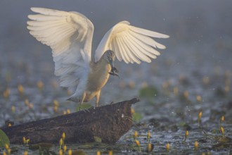 Squacco Heron (Ardeola ralloides) in the fog Hungary