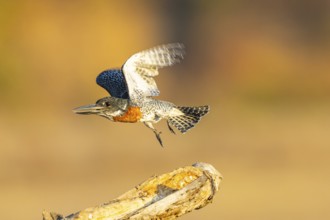 Giant kingfisher (Alcedo atthis) Zambia August