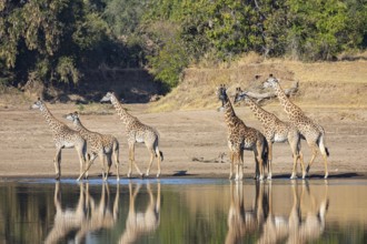 Thornicroft's Giraffe (Giraffa camelopardalis thornicrofti) Luangwa River Zambia August