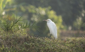 A Cattle Egret (Bubulcus ibis), Sreepur, Gazipur, Bangladesh