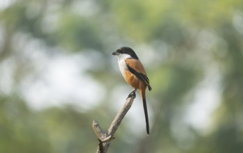 A long-tailed shrike or rufous-backed shrike (Lanius schach), Sreepur, Gazipur, Bangladesh