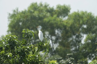 A Cattle Egret (Bubulcus ibis) sits on a branch of a mango tree, Sreepur, Gazipur, Bangladesh