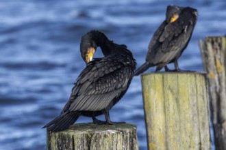Cormorants (Phalacrocorax carbo) sitting on groynes, Fischland-Darß-Zingst, Baltic Sea,