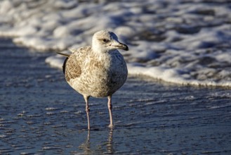 Herring Gull (Larus argentatus), on the beach, Fischland-Darß-Zingst, Baltic Sea,