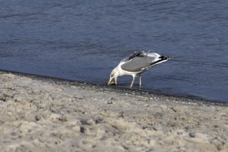 Seagull (Larinae) on the beach, eating a fish, Fischland-Darß-Zingst, Baltic Sea,