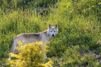 A timber wolf (Canis lupus lycaon) stands in backlight on a sunny day in dense green vegetation in