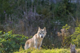 A timber wolf (Canis lupus lycaon) stands on a sunny day on its lookout in a clearing. NE USA