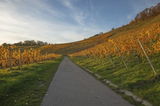 The vineyards in the Remstal near Korb in the Rems-Murr district show all their colors in autumn.