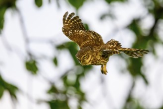 Little owl (Athene noctua), endangered species, owl, flying, Teutoburg Forest, Osnabrücker Land,