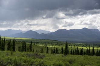 Taiga and tundra, mountain landscape of the Alaska Range with dramatic cloudy sky, Denali National