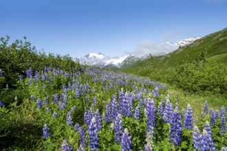 Picturesque landscape on the Richardson Highway, blooming Alaskan lupines (Lupinus nootkatensis),