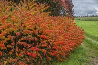 Vinegar trees (Rhus typhina) in their autumn colours, Franconia, Bavaria, Germany