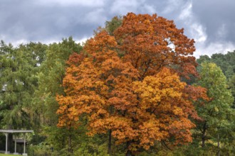 Oak tree (Quercus) in its autumn colours, Franconia, Bavaria, Germany