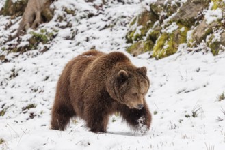 A Eurasian brown bear (Ursus arctos arctos) runs across a snow-covered meadow in hilly terrain.