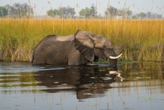 African elephant (Loxodonta africana) in the swamp, Xakanaxa Lagoon, Okavango Delta, Moremi Game