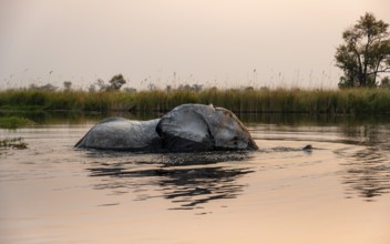 African elephant (Loxodonta africana) swimming in the swamp, at sunset, Xakanaxa Lagoon, Okavango
