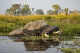 African elephant (Loxodonta africana) swimming in the swamp, grazing, Xakanaxa Lagoon, Okavango