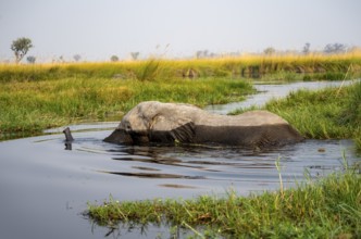 African elephant (Loxodonta africana) swimming in the swamp, Xakanaxa Lagoon, Okavango Delta,
