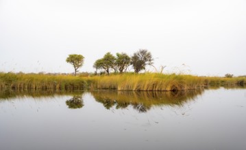Marsh Landscape with Reeds and Lake, Xakanaxa Lagoon, Okavango Delta, Moremi Game Reserve, Botswana