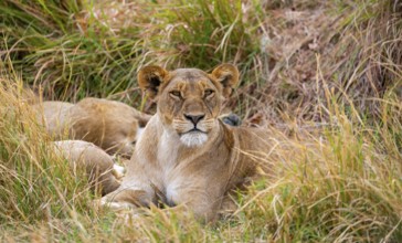 Lioness (Panthera leo) lying in the grass, Xakanaxa, Moremi Game Reserve, Botswana