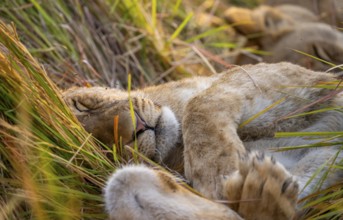 Lion (Panthera Leo) young lion lying asleep in the grass, Xakanaxa, Moremi Game Reserve, Botswana
