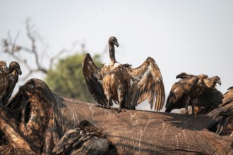 Many white-backed vultures (Gyps africanus), vultures feeding on the carcass of an elephant,
