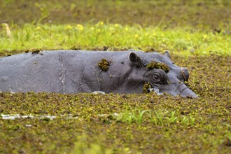 Hippopotamus (Hippopatamus amphibius) hiding in the swamp, Xakanaxa, Okavango Delta, Moremi Game
