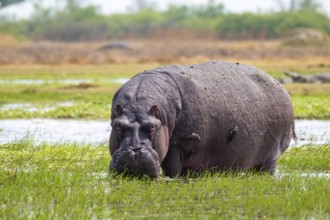 Hippopotamus (Hippopatamus amphibius) grazing, Xakanaxa, Okavango Delta, Moremi Game Reserve,