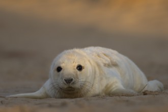 Grey seal (Halichoerus grypus) juvenile baby pup animal resting on a sand dune by a beach in