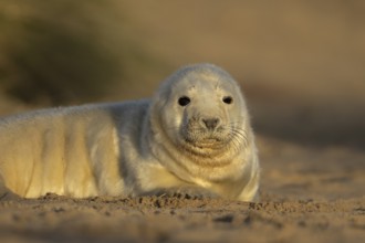 Grey seal (Halichoerus grypus) juvenile baby pup animal resting on a sand dune by a beach in