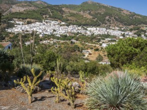 Cactus y Otras Suculentas 'Mora i Bravard', Botanical Garden, Botanic garden, cactus collection,
