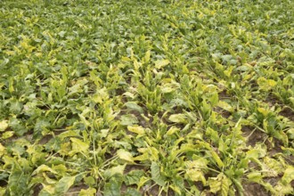 Sugar beet (Beta vulgaris) crop plants in a farm field infected with virus yellows plant pathogen,