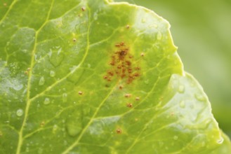 Sugar beet (Beta vulgaris) leaf with Rust (Uromyces betae) fungal plant pathogen disease, England,